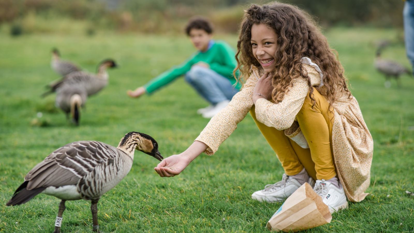 Feeding nenes at Mission Possible. Photo credit Clem Hencher-Stevens